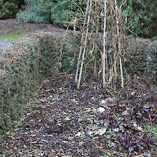 Lophomyrtus obcordatum hedge