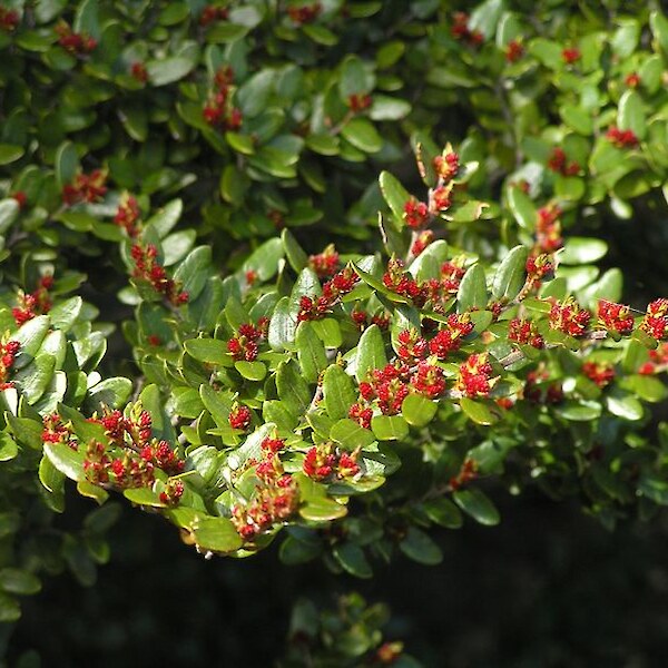 Nothofagus solandri var cliffortioides (Mountain Beech) flowers