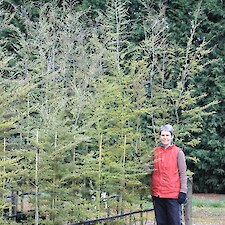 Nothofagus solandri var cliffortioides (Mountain Beech) PB12 grade