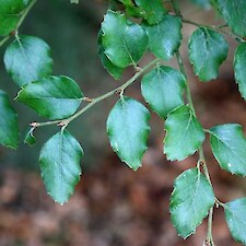 Nothofagus fusca (Red beech) leaf