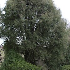 Hoheria angustifolia (Narrow-leaved Lacebark) mature tree