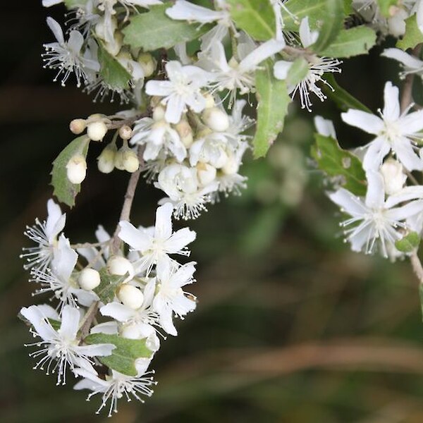 Hoheria angustifolia (Narrow-leaved Lacebark) flowers