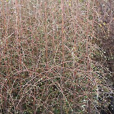 Hoheria angustifolia (Narrow-leaved Lacebark) V150 grade